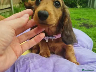 Miniature Dachshund dogs Mini Dachshund KC Reg LH Ready, champion pedigree - Advert 13