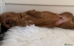 Australian Labradoodle dogs for sale: Australian Labradoodle  - Advert 11