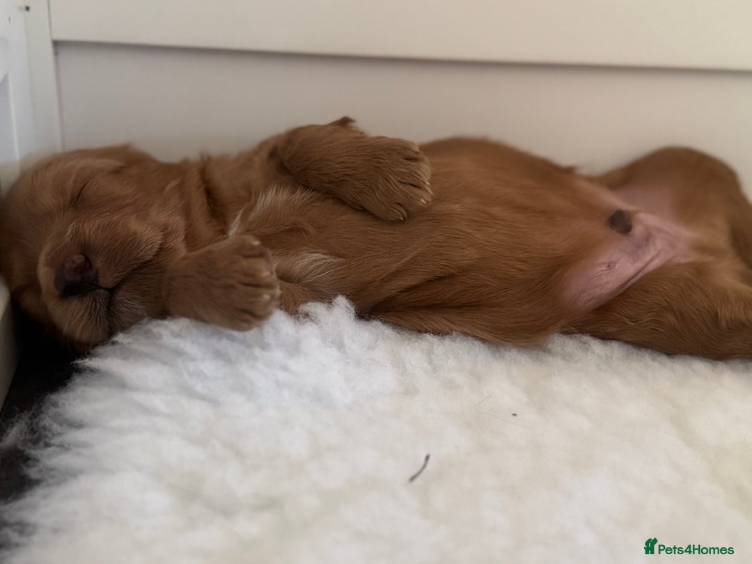 Australian Labradoodle dogs for sale: Australian Labradoodle  - Advert 11