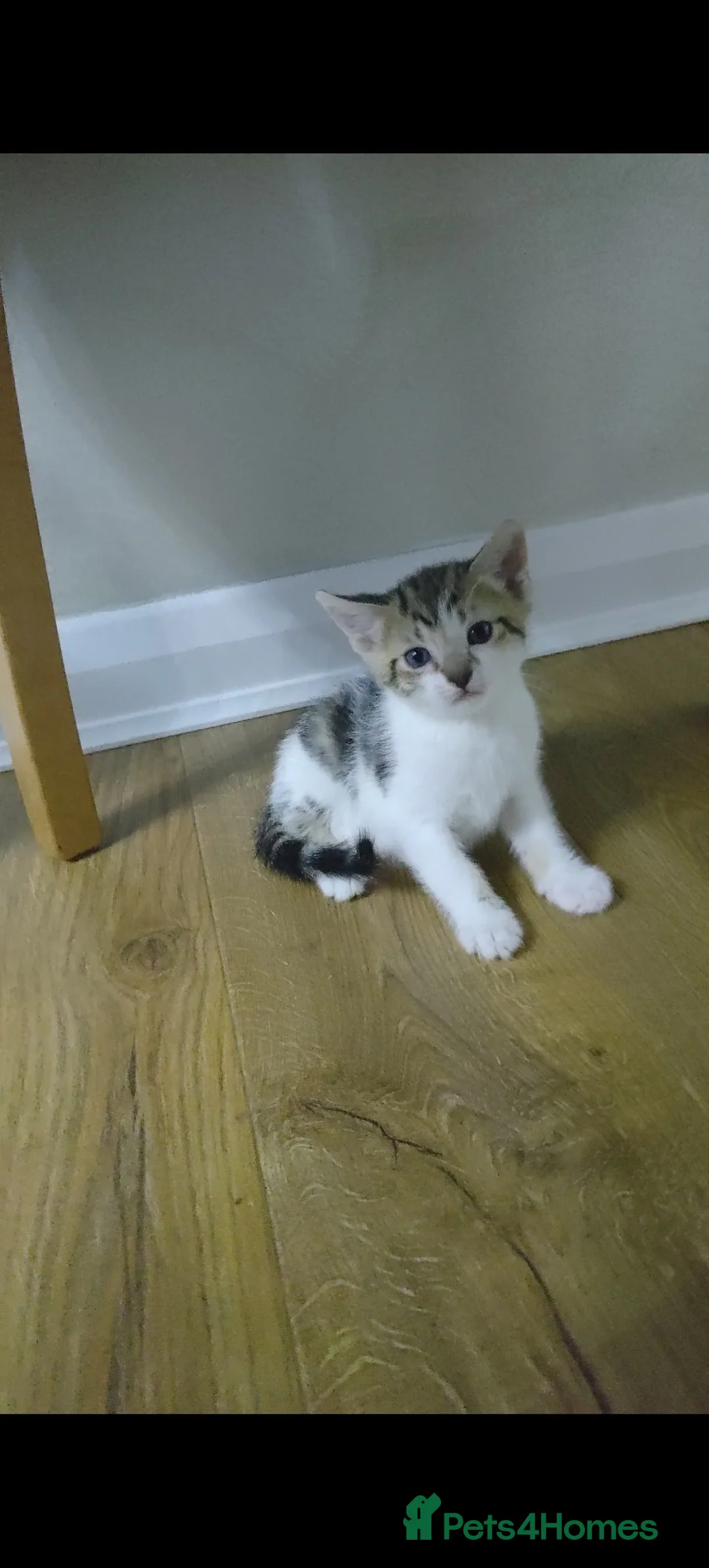Mixed Breed cats for sale: Two nice kittens  - Advert 2