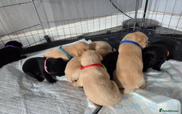 Labrador Retriever dogs for sale: Labrador puppies  - Image 6