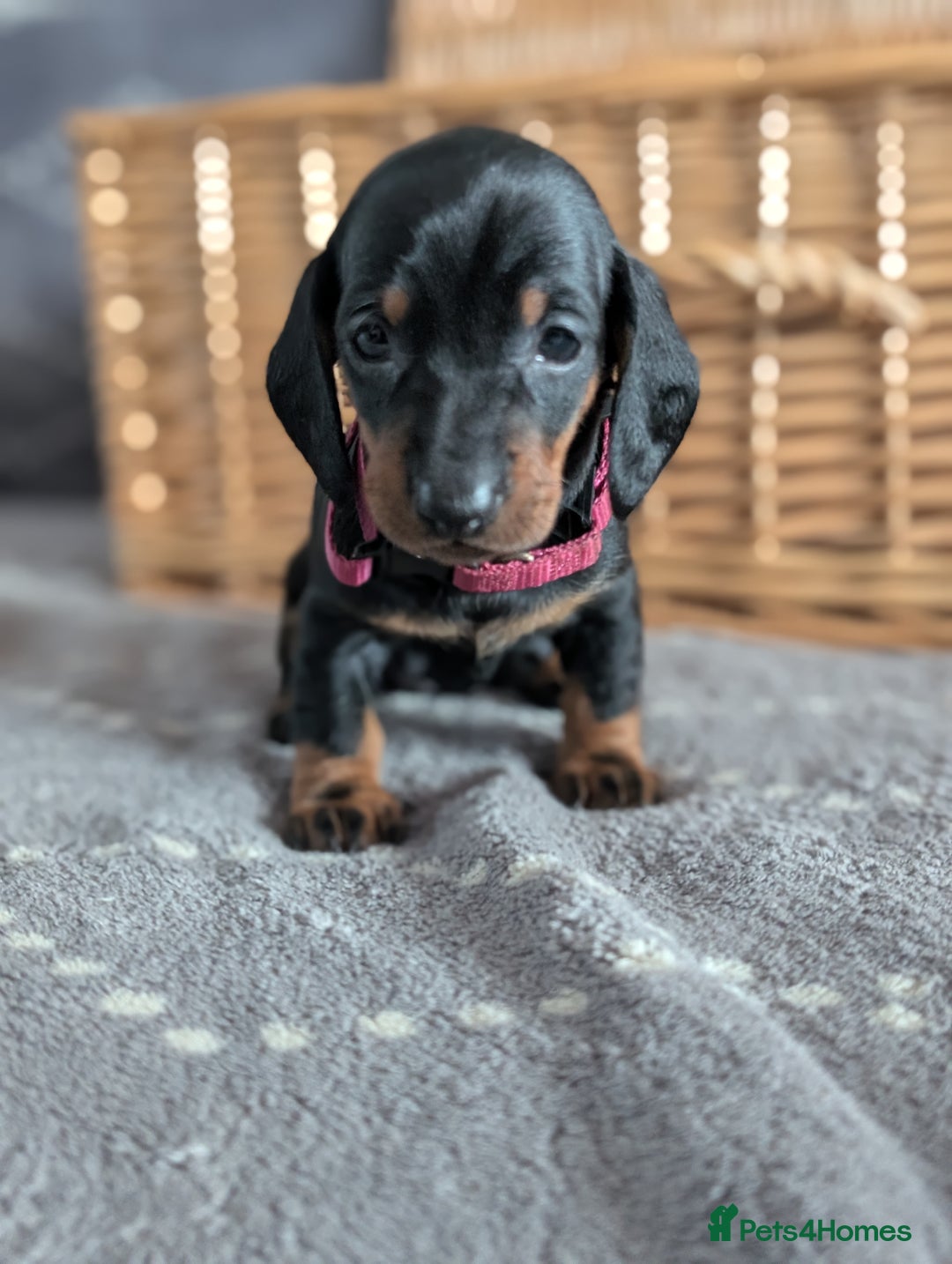 Dachshund dogs for sale: Quality Dachshund Standard Smooth Hair  - Advert 11