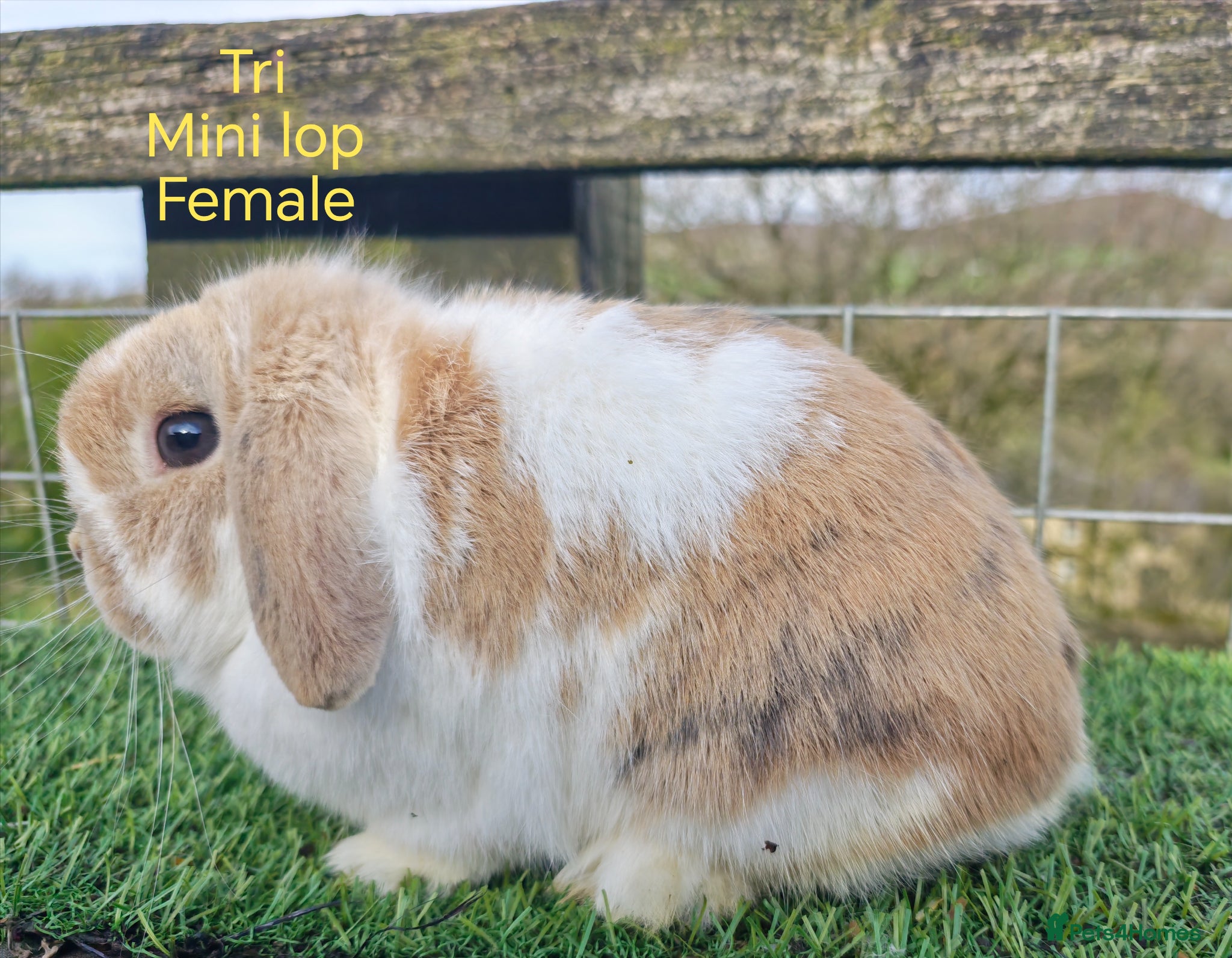 Mini Lop rabbits Various Adult Mini Lops - Advert 14