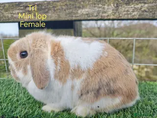 Mini Lop rabbits Various Adult Mini Lops - Advert 14