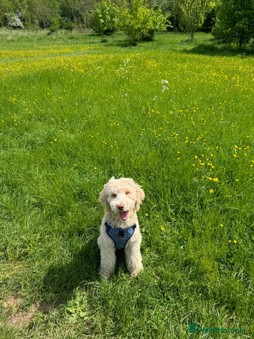 Poodle dogs for stud: Looking for a Lady!   - Advert 2