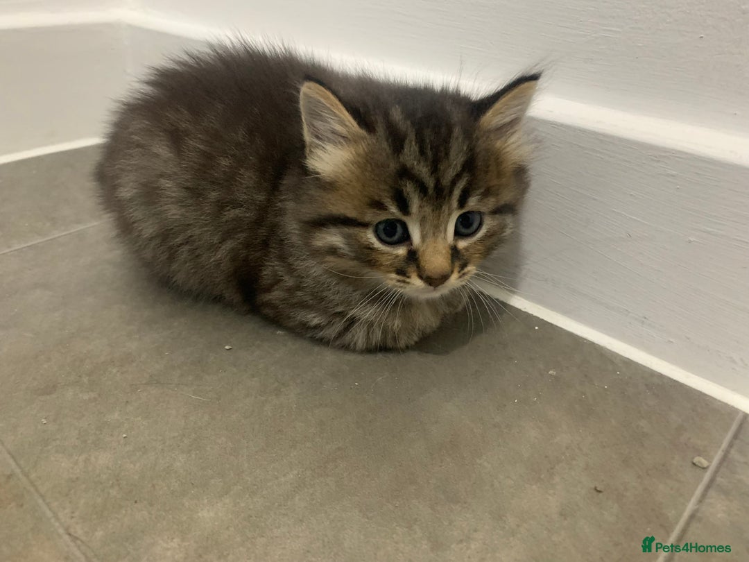 Domestic Shorthair cats for sale: 2 male kittens  - Image 5