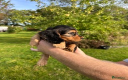 Cocker Spaniel dogs for sale: 5 adorable cockspaniel puppies for sale  - Image 5