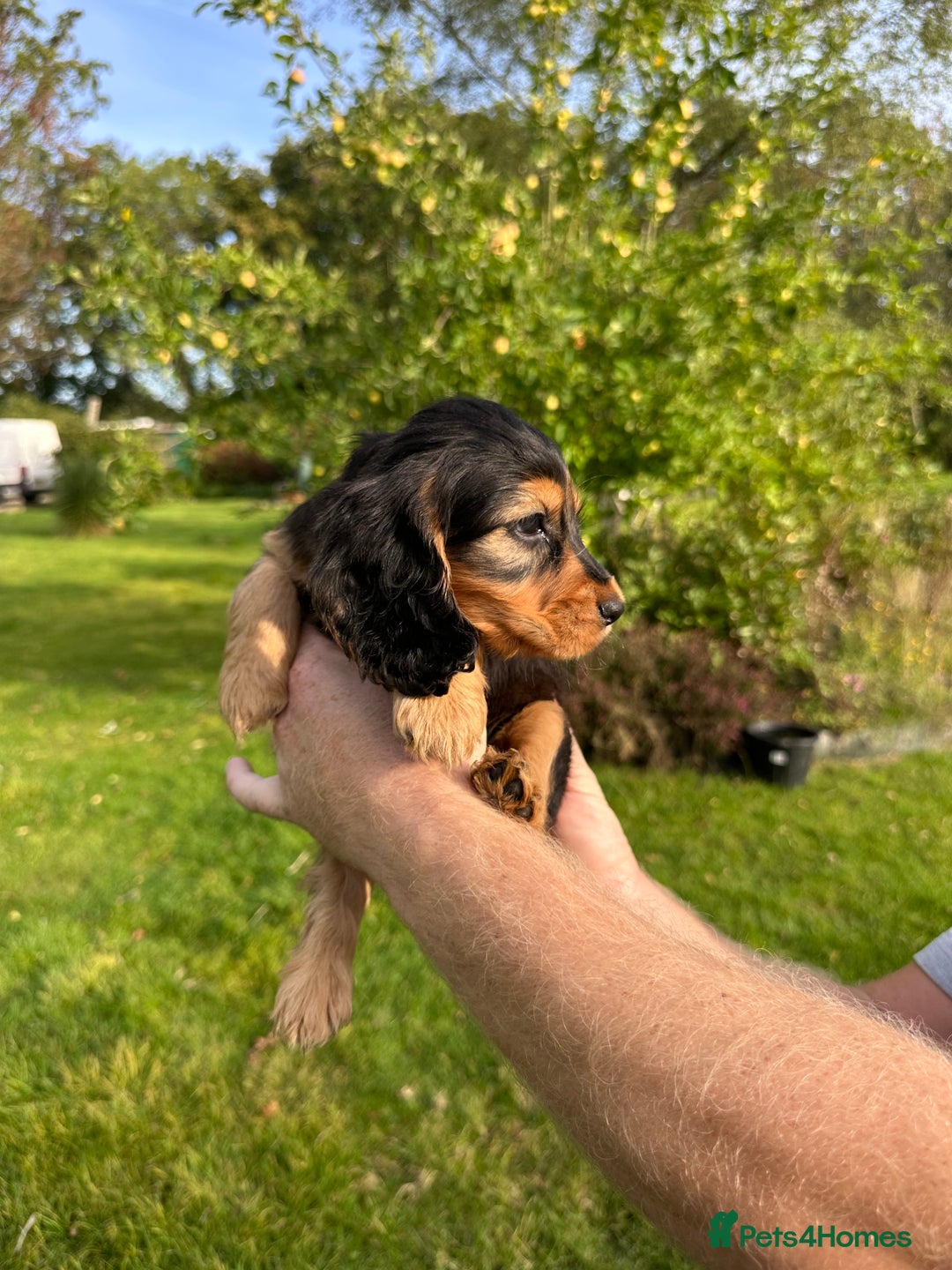Cocker Spaniel dogs for sale: 5 adorable cockspaniel puppies for sale  - Image 5