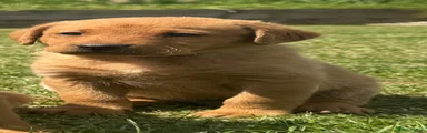 Labrador Retriever Puppy 2
