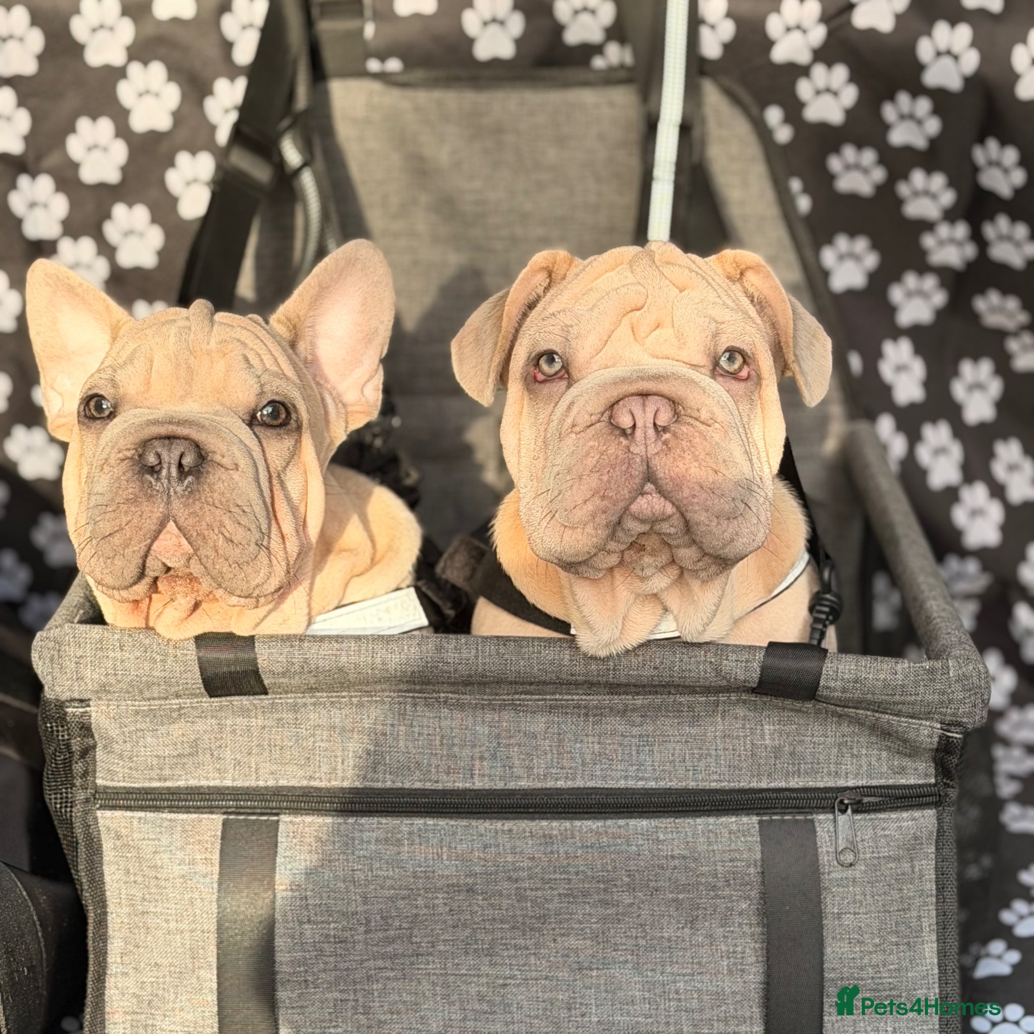 French Bulldog dogs french rope  - Advert 1