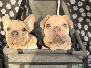 French Bulldog dogs french rope - Advert 3