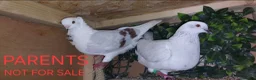 Pigeons birds for sale: Stunning German Owl Cross Ice Pigeon pair(related) in Manchester - Advert 3