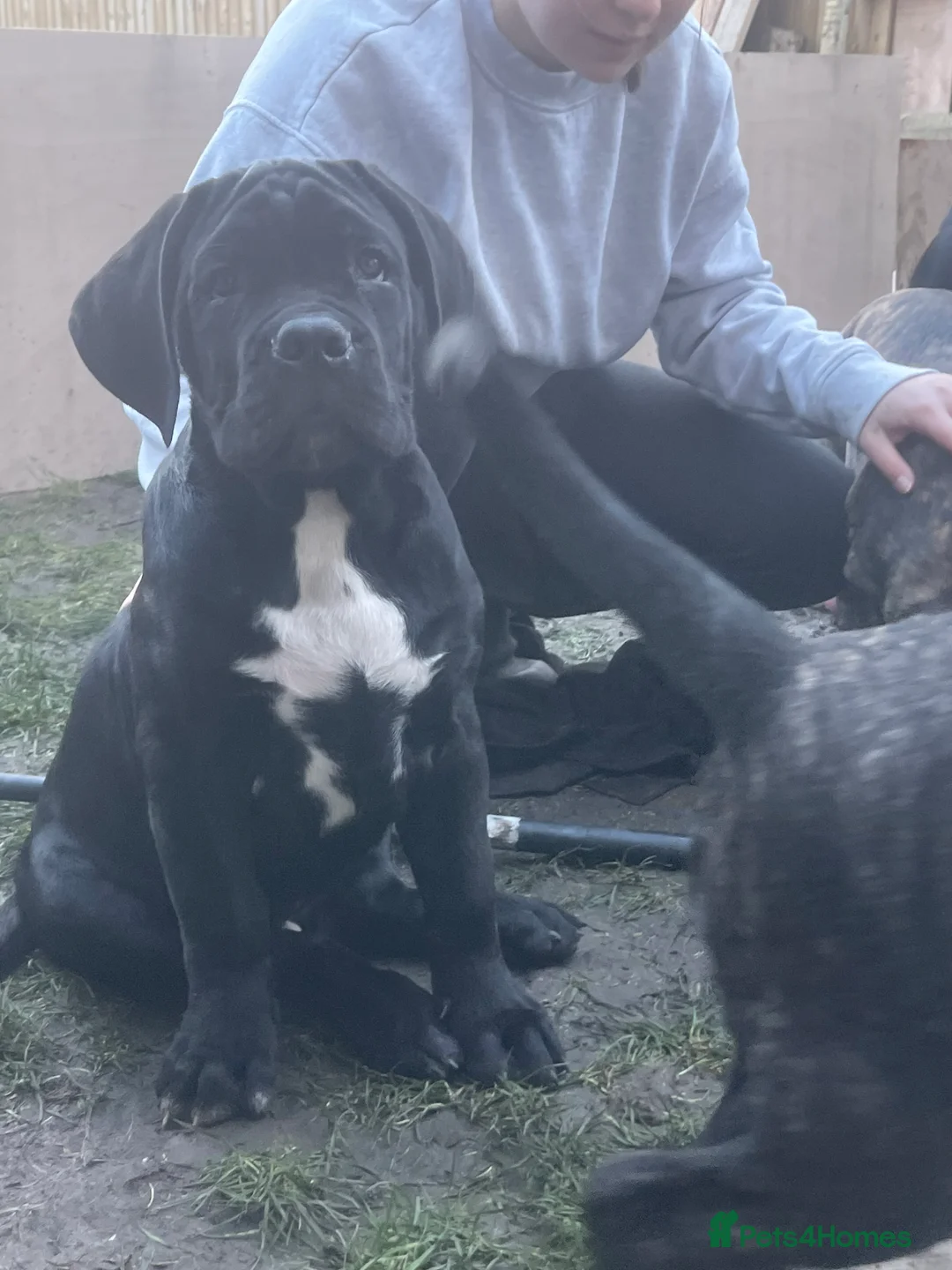 Cane Corso dogs for sale: Yuki x Aries Russian champ bloodline Puppies - Advert 20