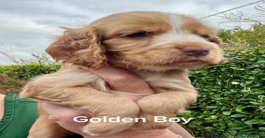 Cocker Spaniel dogs - Advert 15