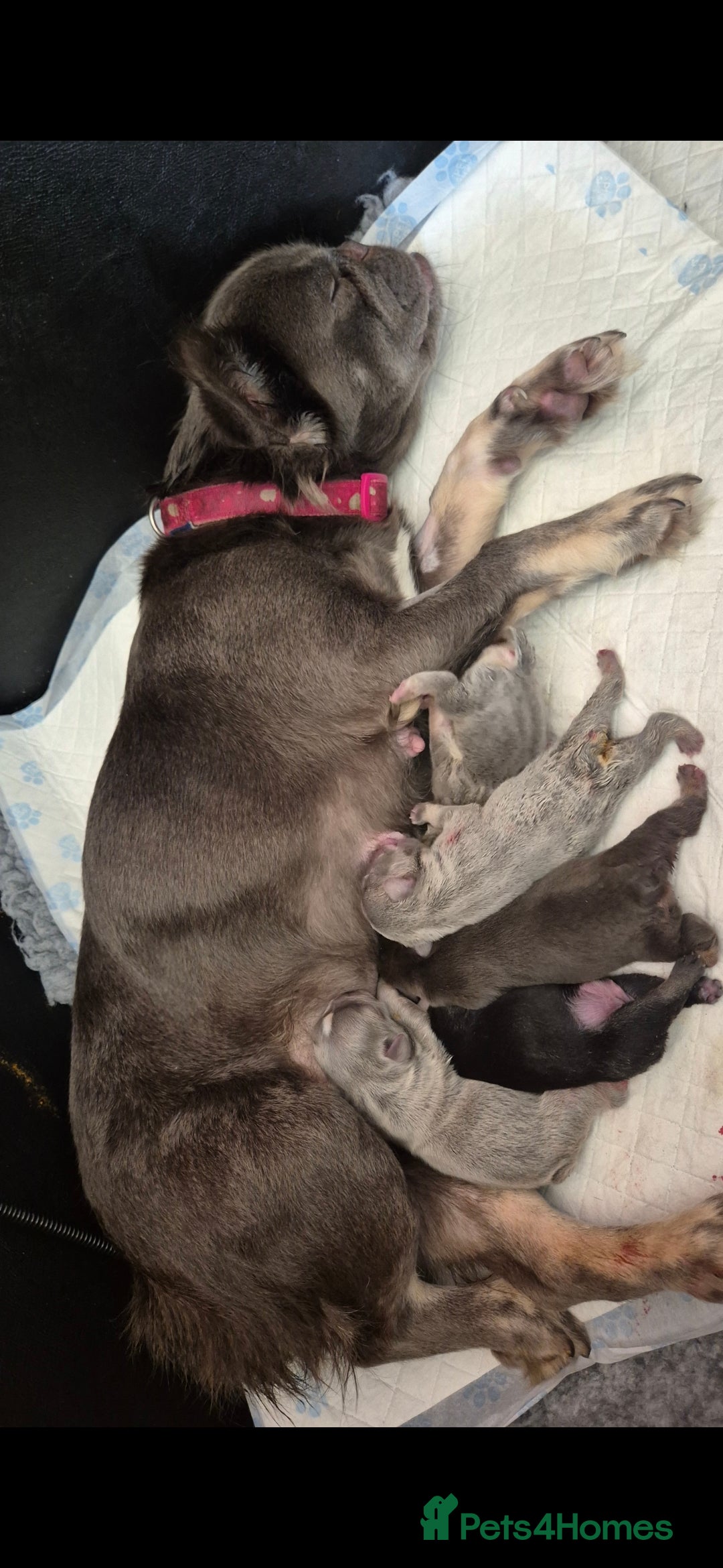 French Bulldog dogs for sale: Beautiful Frenchie Pups - Advert 5