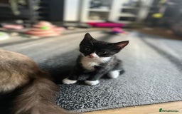 Ragcoon cats for sale: 2 Male kittens looking for forever homes  - Image 7