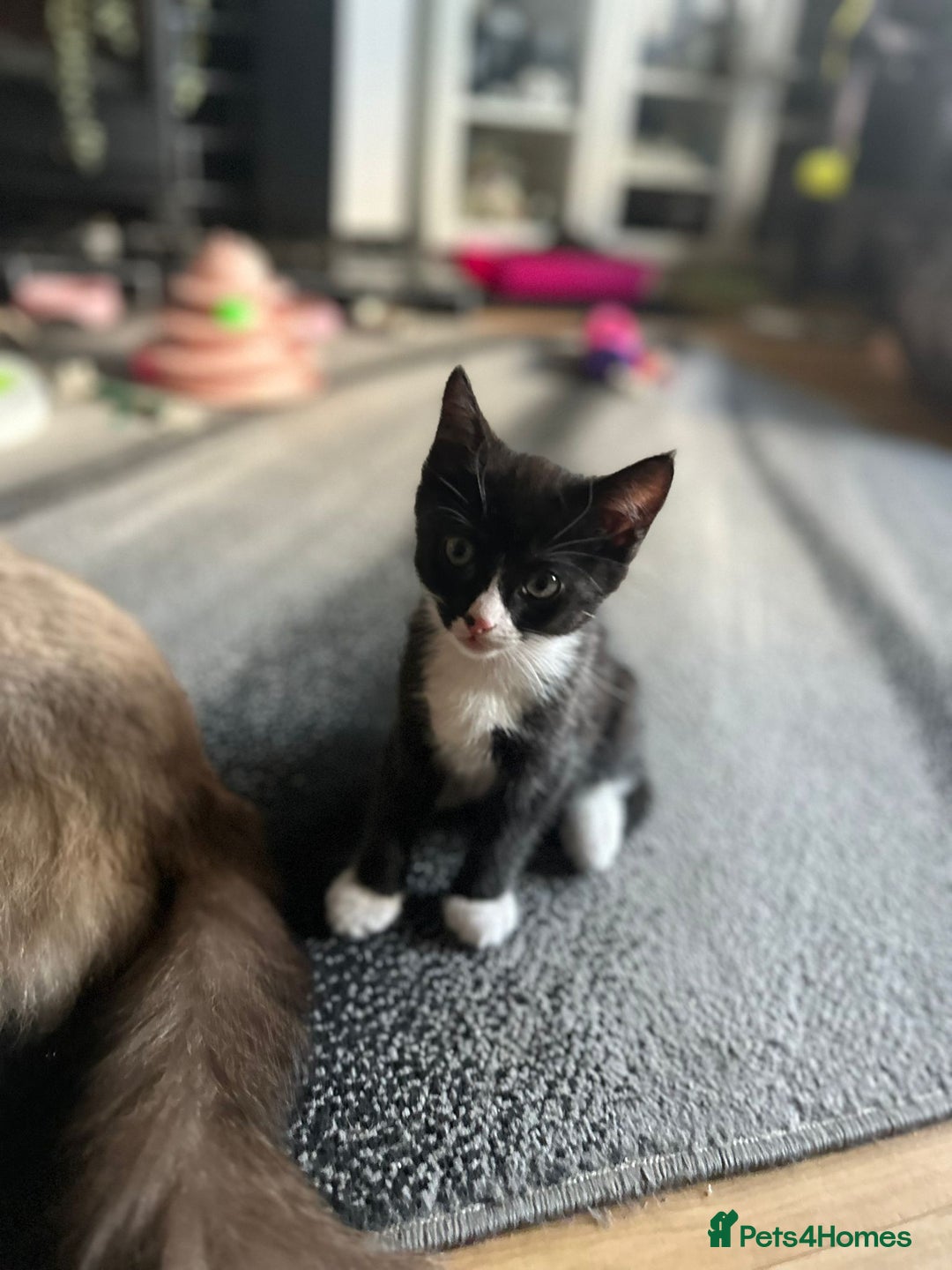 Ragcoon cats for sale: 2 Male kittens looking for forever homes  - Image 7