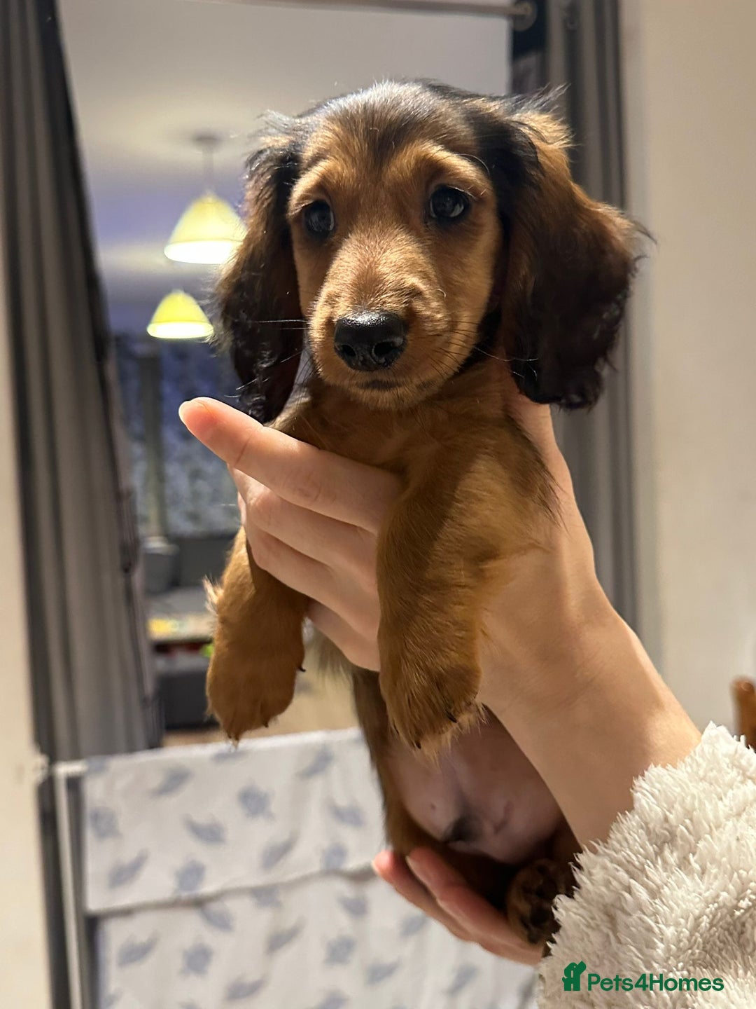 Miniature Dachshund dogs for sale: Ready now 🩵🩵🩵🩷 - Advert 13