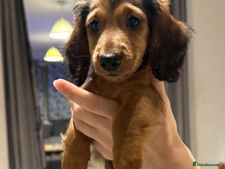 Miniature Dachshund dogs Ready now 🩵🩵🩵🩷 - Advert 9
