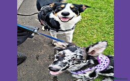 Border Collie dogs for sale: new litter of border collie pups for sale  - Image 11