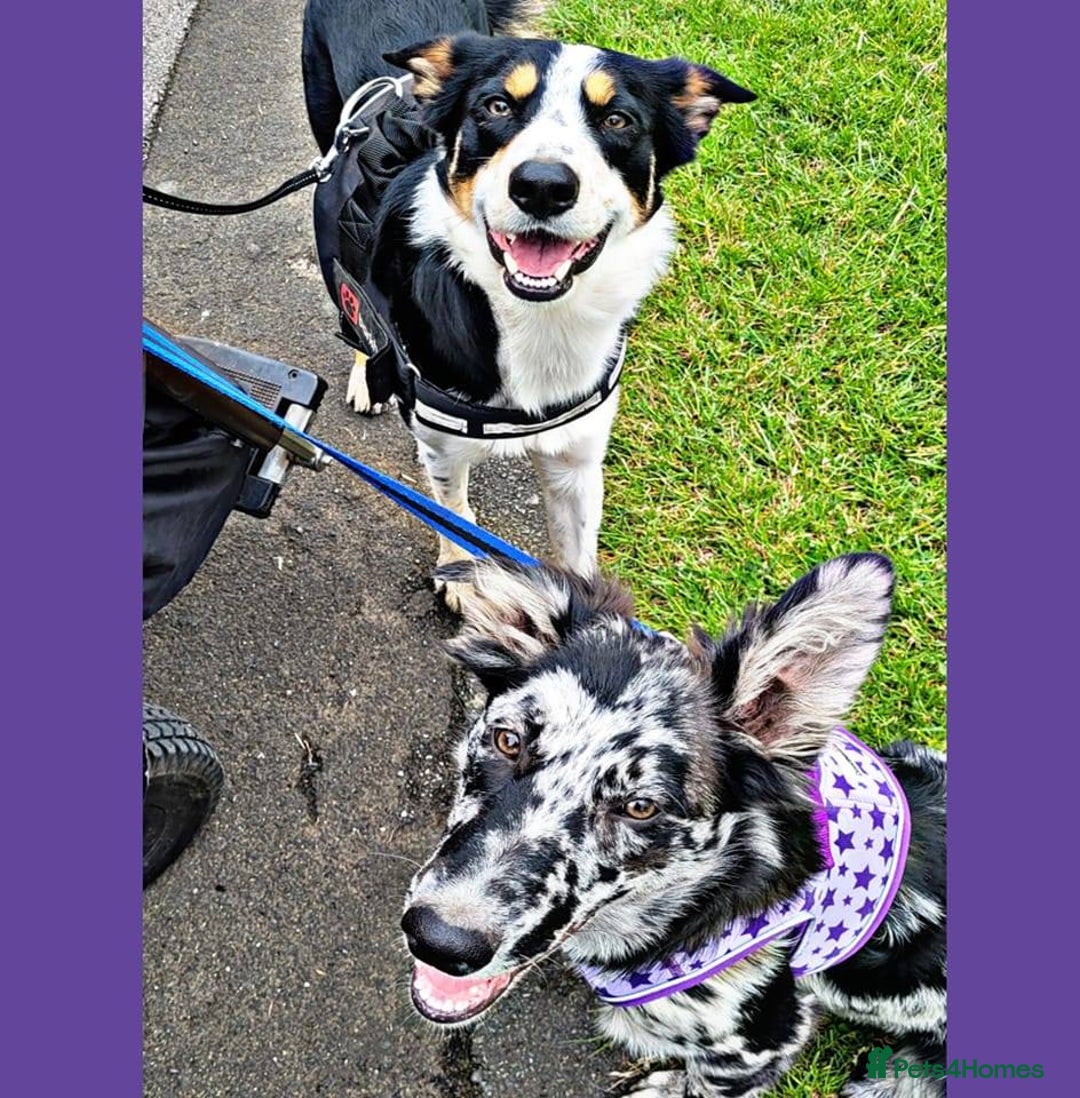 Border Collie dogs for sale: new litter of border collie pups for sale  - Image 11