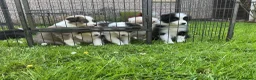 Border Collie dogs for sale: Stunning border collie pups  - Advert 7