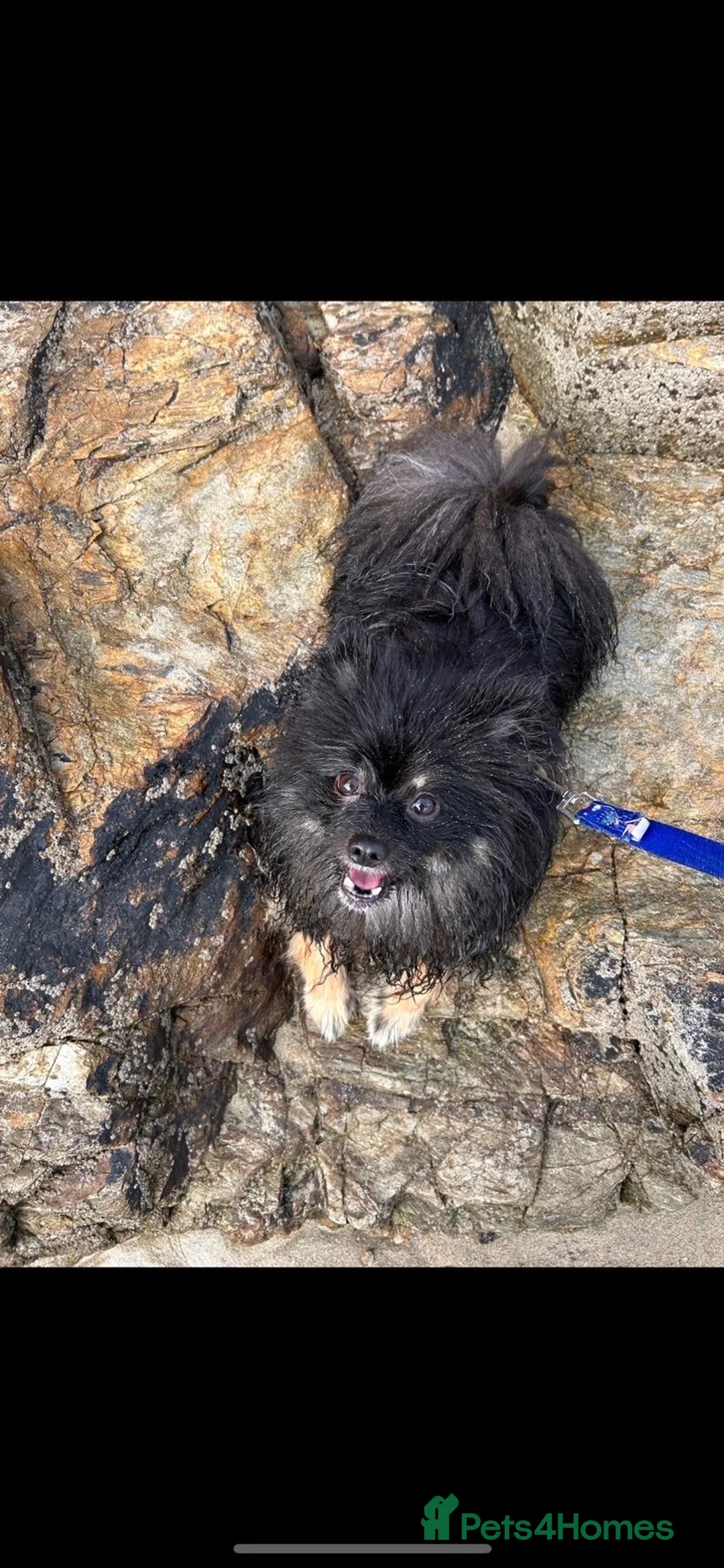 Pomeranian dogs for sale: Galaxy Female Pomeranian  in Exeter - Advert 3