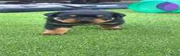 Rottweiler dogs for sale: rottweilers... - Advert 4