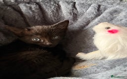 Russian Blue cats for sale: Russian Black - Image 3