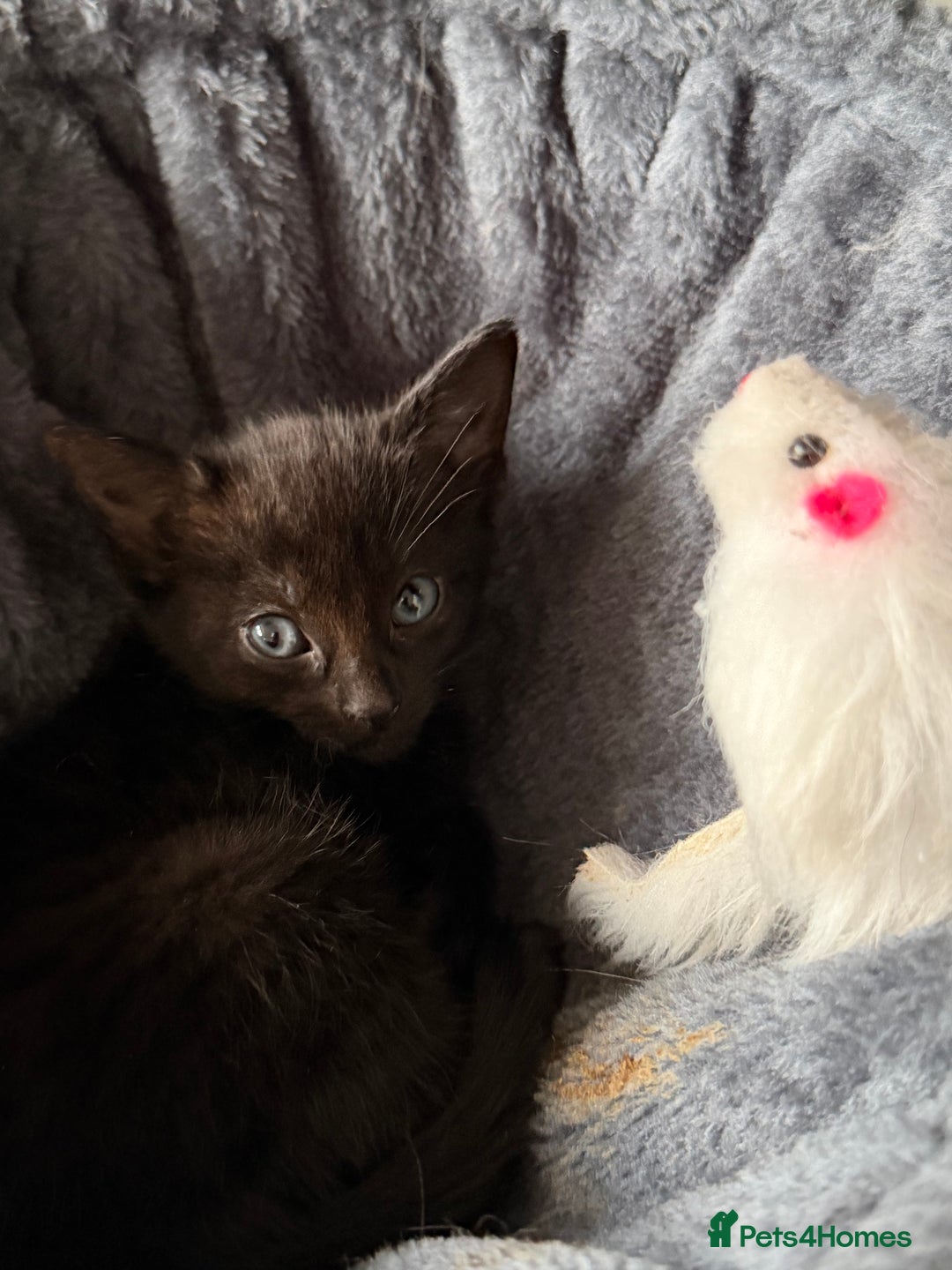 Russian Blue cats for sale: Russian Black - Image 3