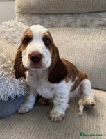 Cocker Spaniel dogs - Advert 7