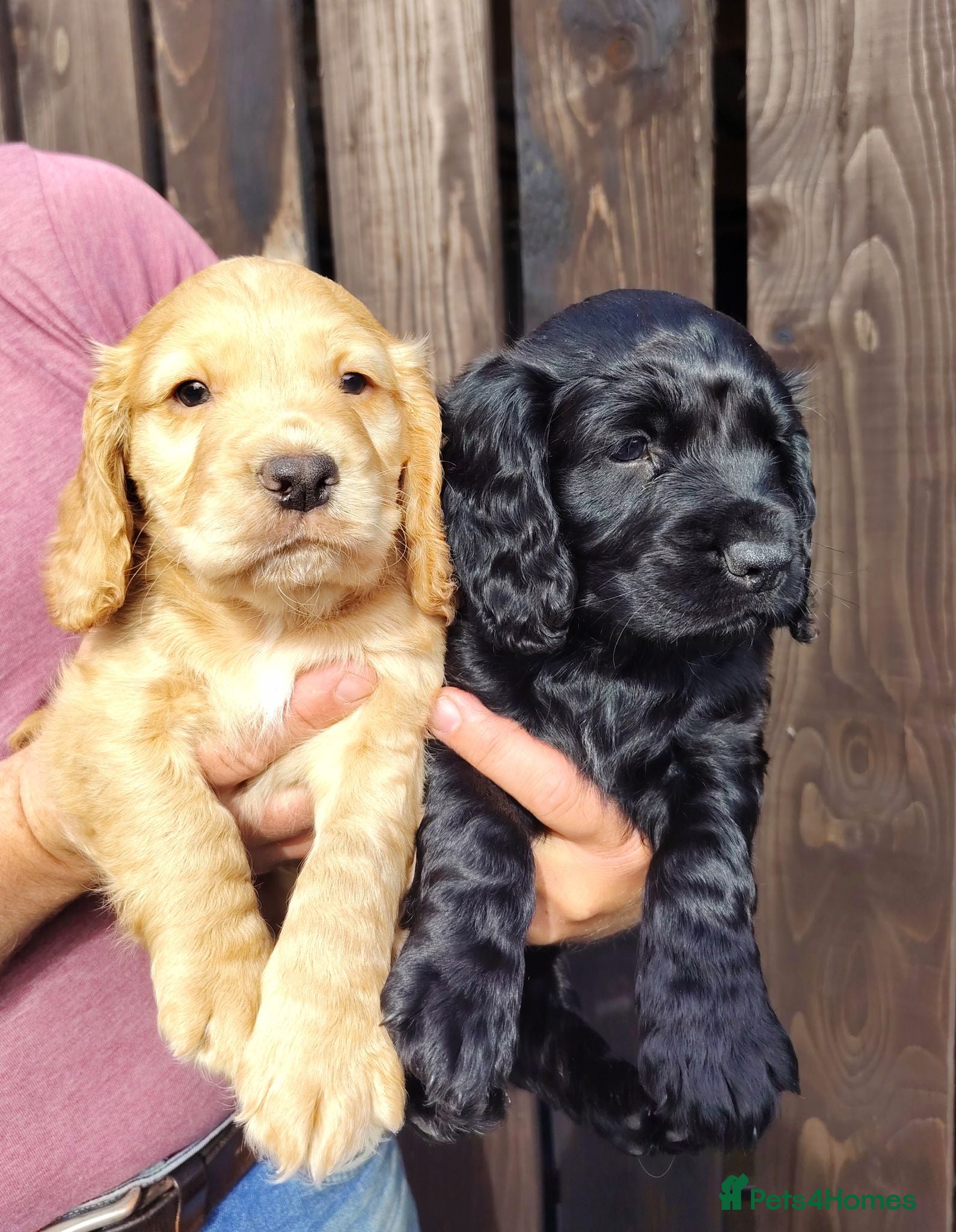 Cocker Spaniel dogs Cocker Spaniels Puppies 🐶 - Advert 16