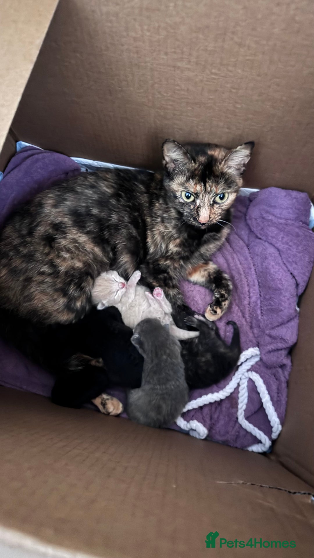 Mixed Breed cats for sale: 🐾Adorable Litter of 5 Kittens Ready now🐾  - Advert 11