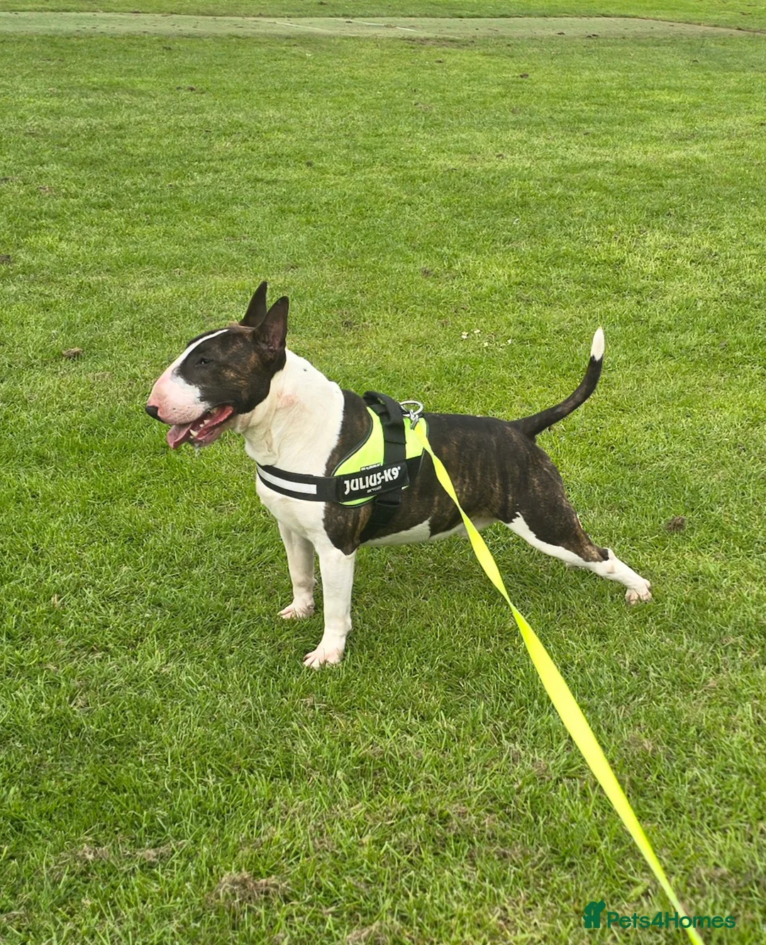 Bull Terrier dogs for stud: UK CH SIRED STUD - TOP EMRED & ARICON BLOODLINES - Advert 2