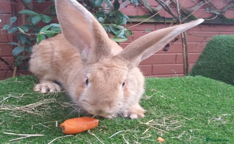 Continental Giant rabbits - Advert 3