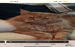 Maine Coon cats for sale: Adorable & Playful Maine Coon Kitten - Image 5