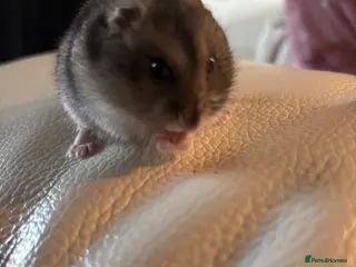 Hamster rodents Dwarf hamster for sale (need away asap) - Advert 10