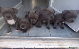 Staffordshire Bull Terrier dogs for sale: Lovely puppy  in Coventry - Image 9