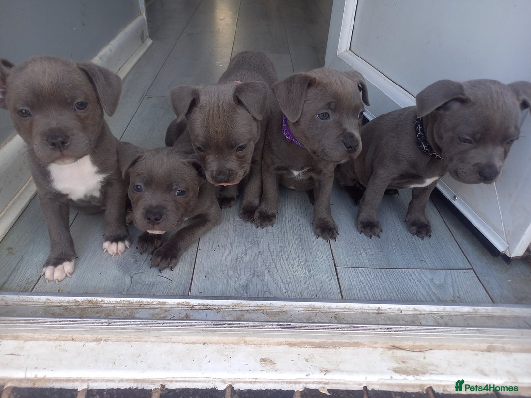 Staffordshire Bull Terrier dogs for sale: Lovely puppy  in Coventry - Image 9