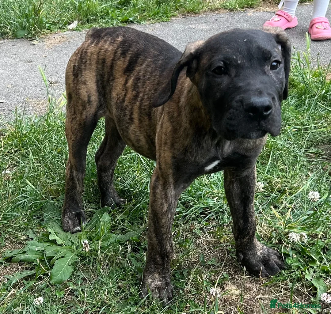 Presa Canario dogs for sale: 3 Pressa canario female pups - Advert 2