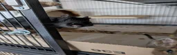 Degus rodents for sale: Friendly Male Degus Looking for a New Home in Coulsdon - Advert 4