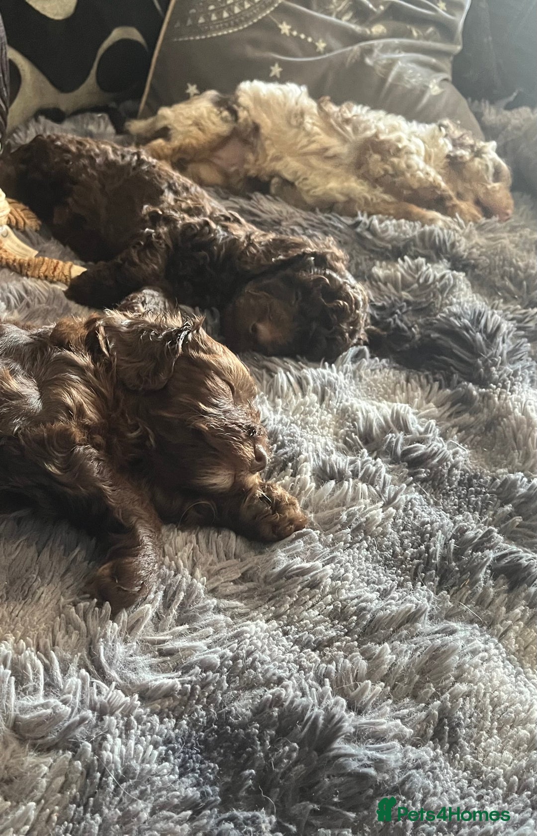 Labradoodle dogs for sale: 🐾Stunning Mini Labradoodle F1b Pups DNA Check🐾  - Image 11
