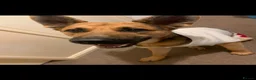 German Shepherd dogs for sale: Bailey - Advert 7