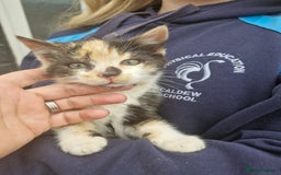 British Shorthair cats for sale: Kittens looking for their forever home  - Image 2