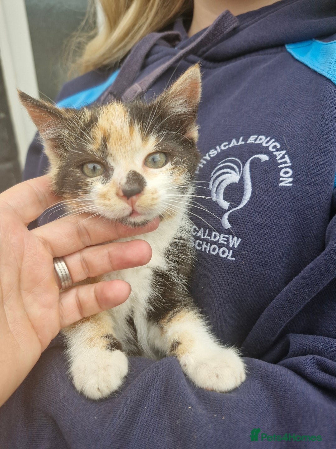 British Shorthair cats for sale: Kittens looking for their forever home  - Image 2