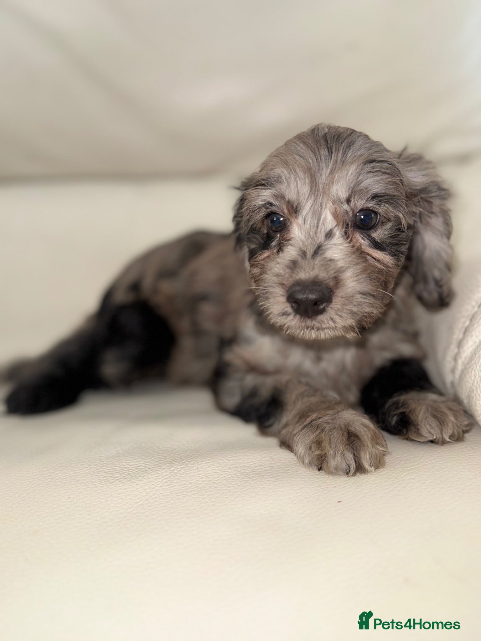 Cockapoo dogs 🐶 Ready Now! Gorgeous F1 Cockapoo Puppies - Advert 1