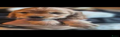 Cocker Spaniel 1