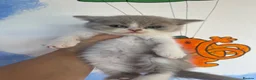 Mixed Breed cats for sale: Adorable Shorthair Kittens – 4 Boys & 1 Girl - Advert 13
