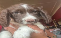 English Springer Spaniel dogs for sale: Stunning DNA Clear KC Springer Spaniel Puppies  - Image 15