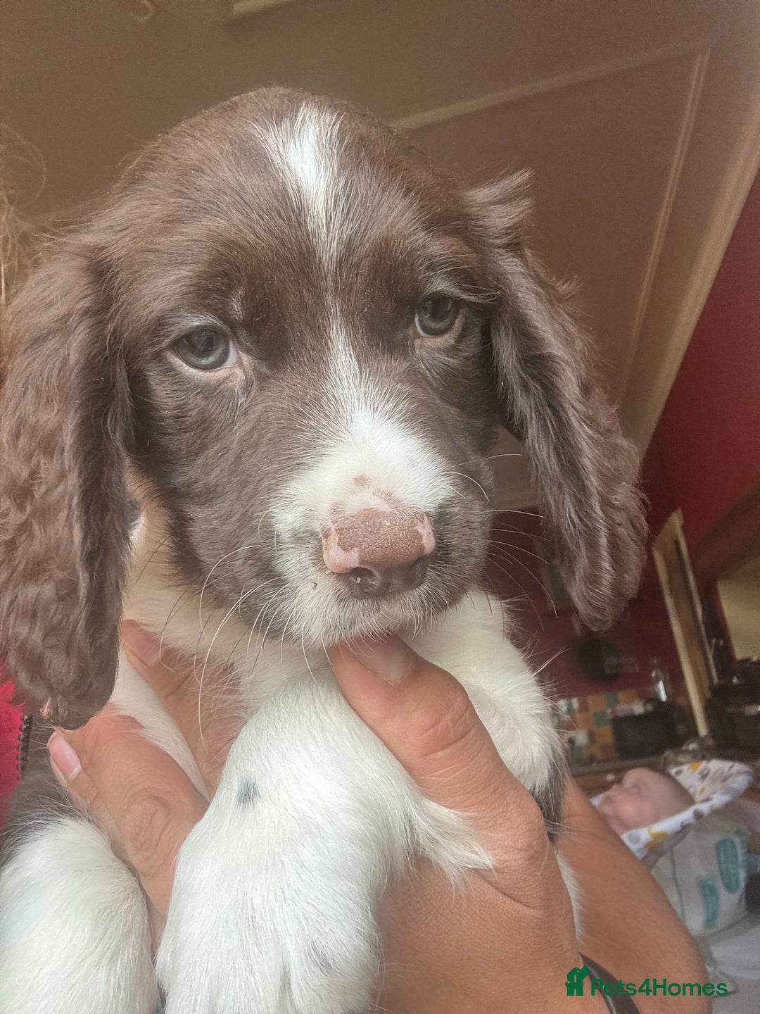 English Springer Spaniel dogs for sale: Stunning DNA Clear KC Springer Spaniel Puppies  - Image 15